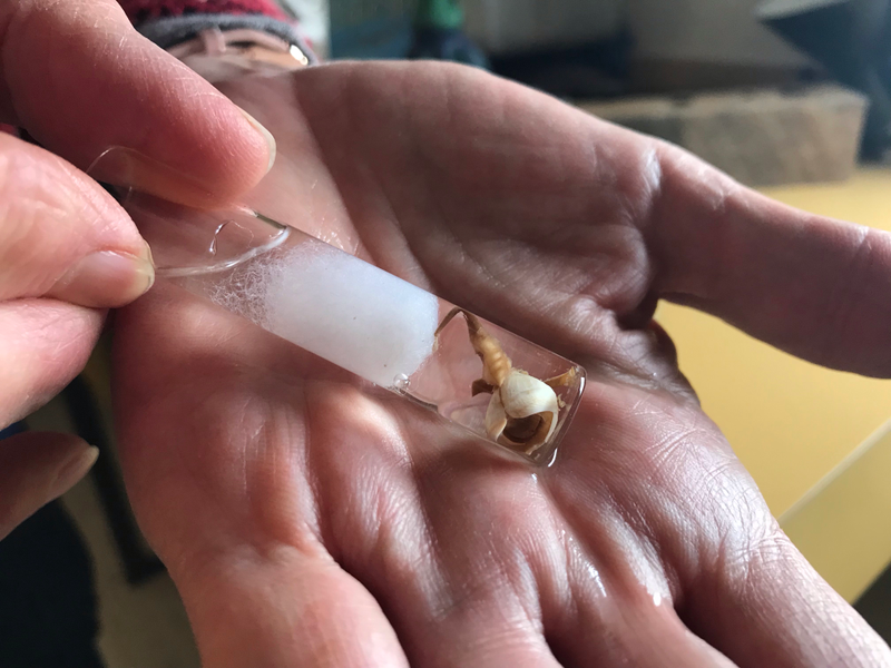 Clam in a test tube